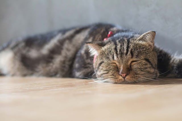 Fungal Toxicosis In Cats Symptoms Causes Diagnosis Treatment