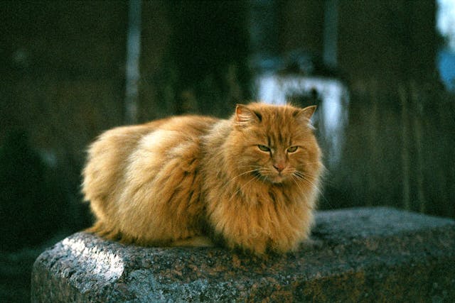Gastric Biopsy in Cats - Conditions Treated, Procedure, Efficacy, Recovery, Cost, Considerations, Prevention