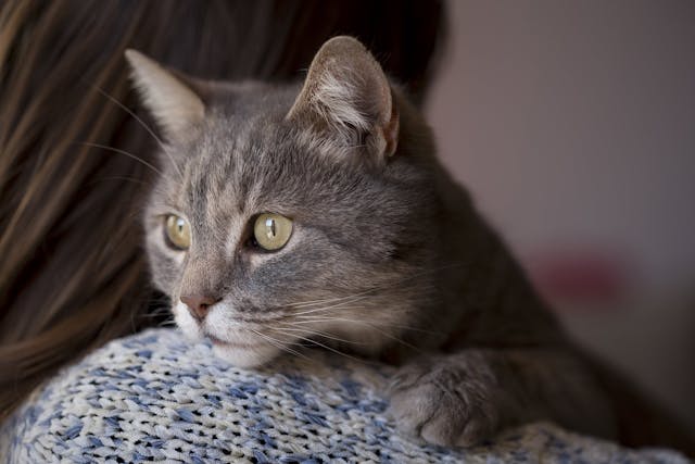 Gastric Lavage in Cats - Conditions Treated, Procedure, Efficacy, Recovery, Cost, Considerations, Prevention