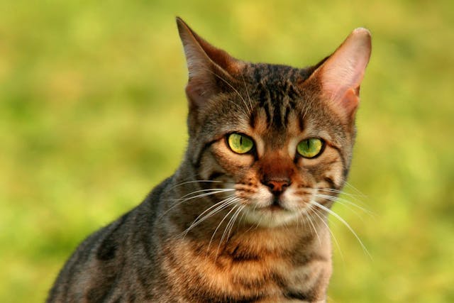 Gastroenteritis In Cats Symptoms Causes Diagnosis Treatment