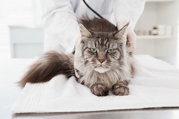 Giant Cell Tumors in Cats - Symptoms, Causes, Diagnosis, Treatment, Recovery, Management, Cost