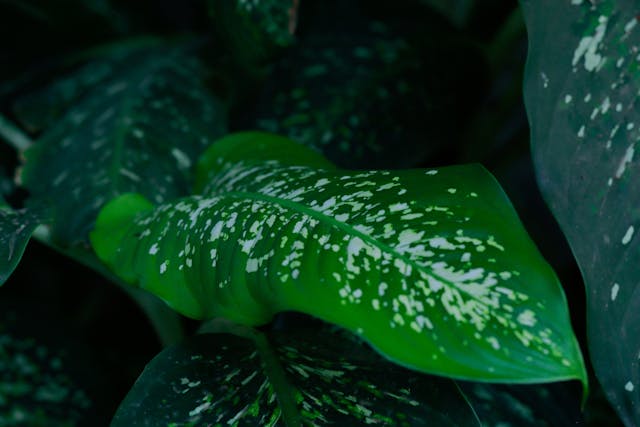 Giant Dumb Cane Poisoning in Cats - Symptoms, Causes, Diagnosis, Treatment, Recovery, Management, Cost