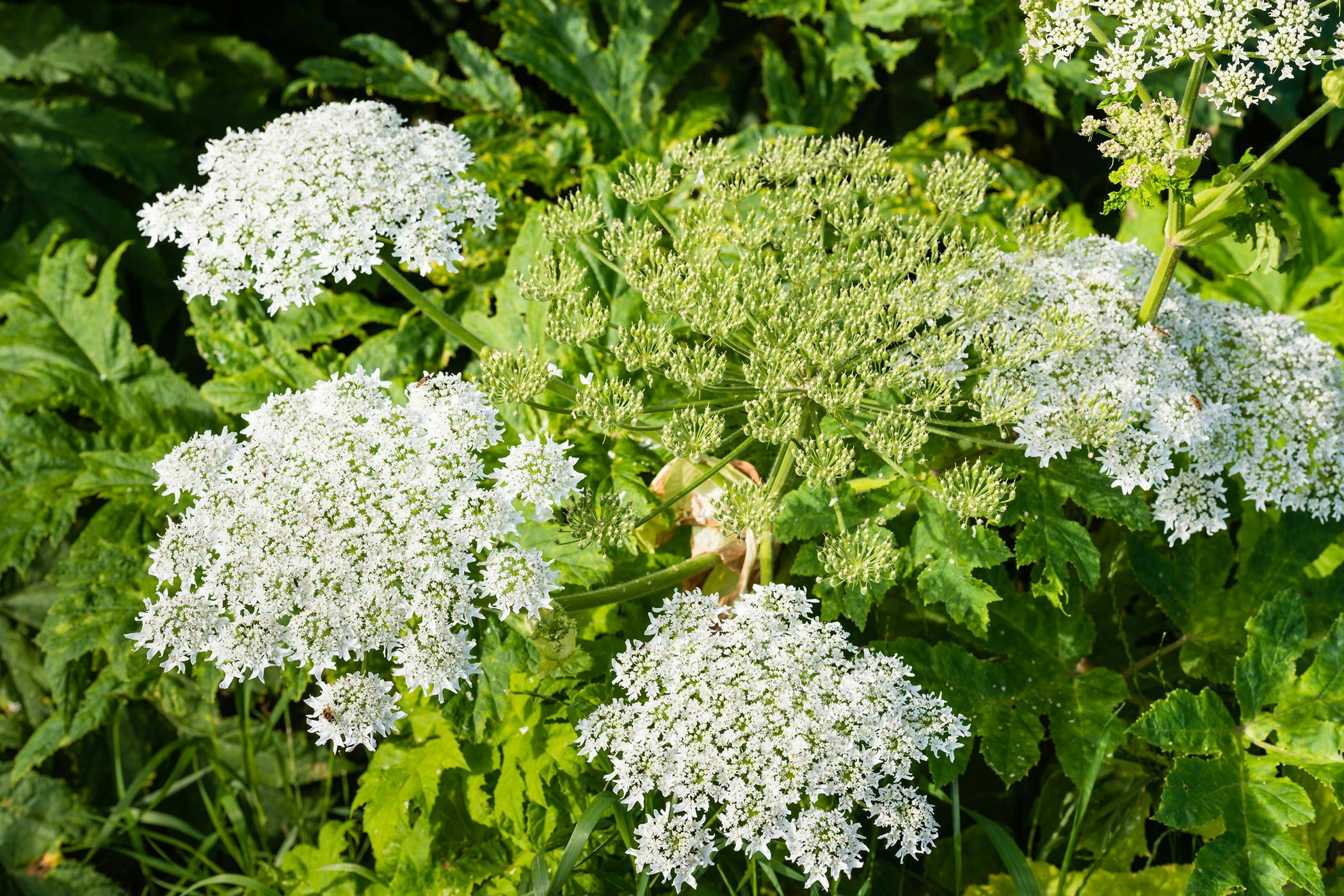 giant-hogweed-poisoning-in-cats-symptoms-causes-diagnosis