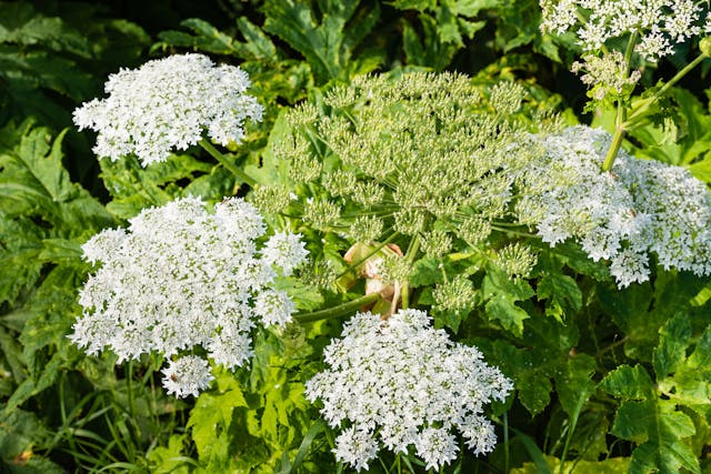 Giant Hogweed Poisoning in Cats - Symptoms, Causes, Diagnosis, Treatment, Recovery, Management, Cost