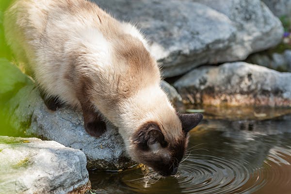 Giardia in cats treatment, Account Suspended - Oldal lekapcsolva