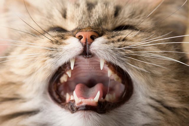 Gingivitis in Cats - Symptoms, Causes, Diagnosis, Treatment, Recovery, Management, Cost
