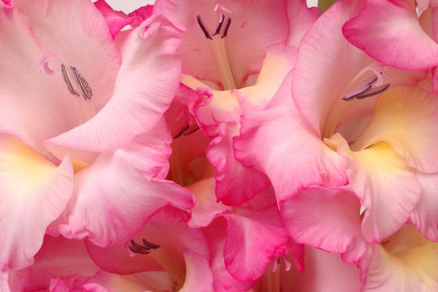 Gladiola Poisoning in Cats - Symptoms, Causes, Diagnosis, Treatment, Recovery, Management, Cost