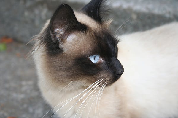 Glanders (Farcy) in Cats - Symptoms, Causes, Diagnosis, Treatment, Recovery, Management, Cost