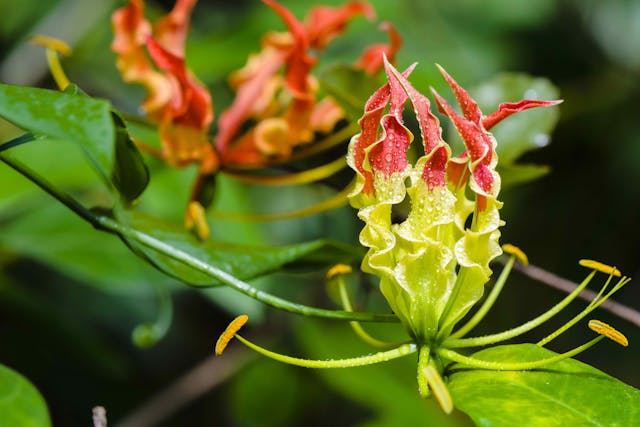 Gloriosa Lily Poisoning in Cats - Symptoms, Causes, Diagnosis, Treatment, Recovery, Management, Cost
