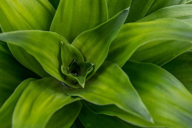 Golden Bird’s Nest Poisoning in Cats - Symptoms, Causes, Diagnosis, Treatment, Recovery, Management, Cost