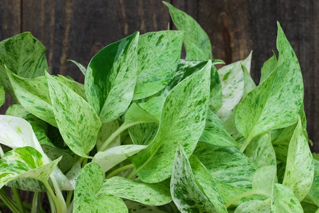 Golden Ragwort Poisoning in Cats - Symptoms, Causes, Diagnosis, Treatment, Recovery, Management, Cost