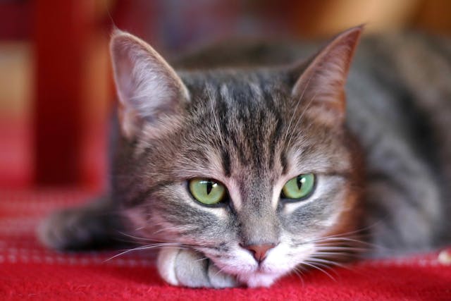 Gonioimplantation in Cats - Conditions Treated, Procedure, Efficacy, Recovery, Cost, Considerations, Prevention