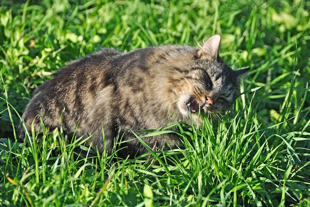 Grass Allergy in Cats - Symptoms, Causes, Diagnosis, Treatment, Recovery, Management, Cost