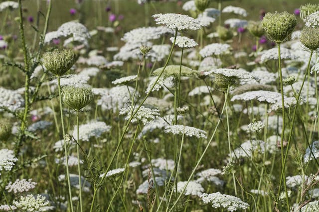 Greater Ammi Poisoning in Cats - Symptoms, Causes, Diagnosis, Treatment, Recovery, Management, Cost