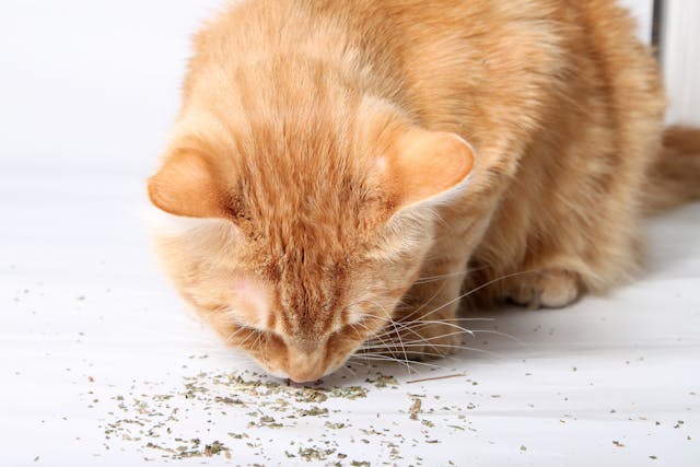 Greenies Allergy in Cats - Symptoms, Causes, Diagnosis, Treatment, Recovery, Management, Cost