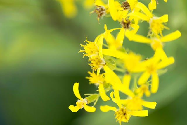 Groundsel Poisoning in Cats - Symptoms, Causes, Diagnosis, Treatment, Recovery, Management, Cost