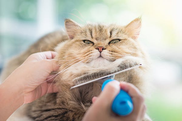 Hair Loss In Cats Symptoms Causes Diagnosis Treatment Recovery Management Cost