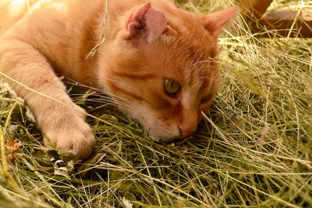 Hay Allergy in Cats - Symptoms, Causes, Diagnosis, Treatment, Recovery, Management, Cost