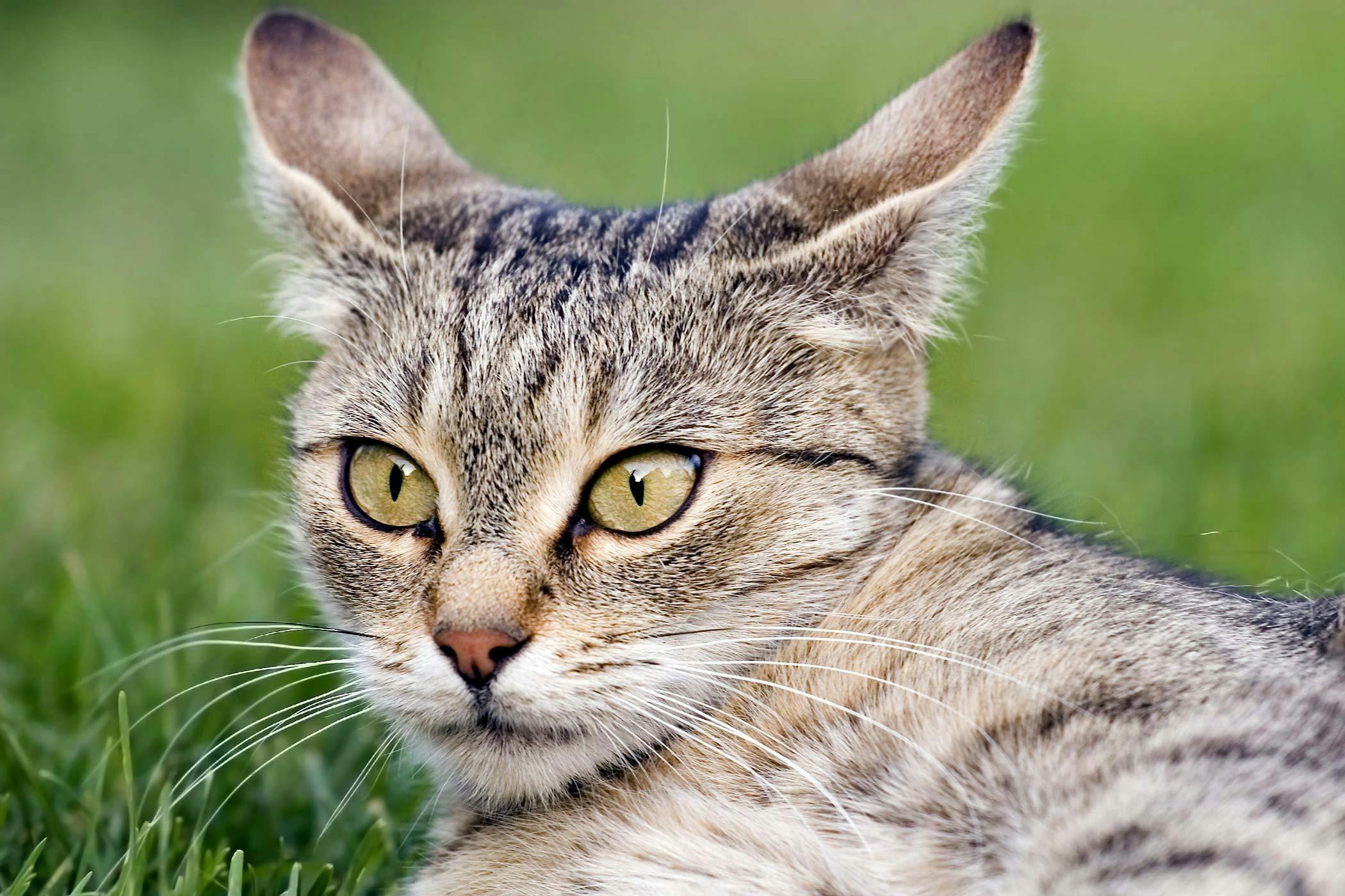 Encephalitis In Cats Causes toxoplasmosis