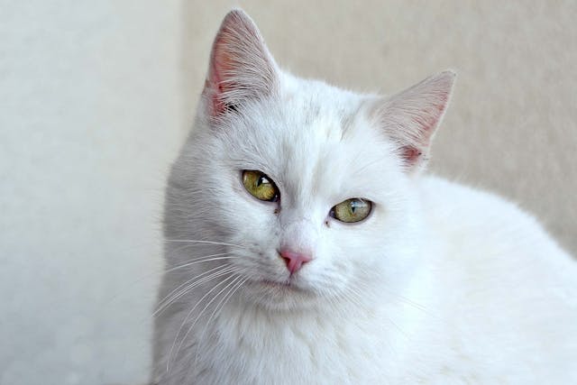 Head Tilt In Cats Symptoms Causes Diagnosis Treatment