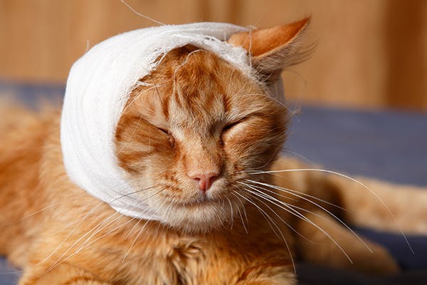 Head Trauma in Cats - Signs, Causes, Diagnosis, Treatment, Recovery,  Management, Cost