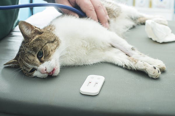 Heart Attack In Cats Symptoms Causes Diagnosis Treatment Recovery Management Cost