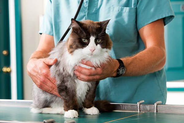 Heart And Carotid Artery Tumors in Cats - Symptoms, Causes, Diagnosis, Treatment, Recovery, Management, Cost