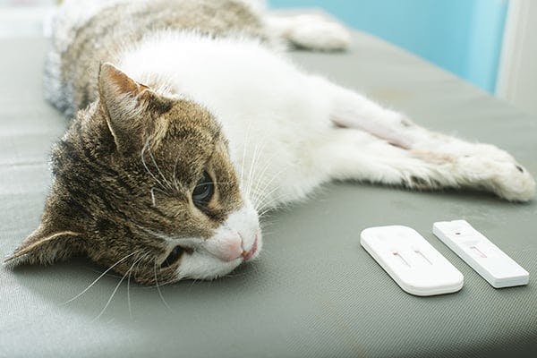Heart Defect (Congenital) in Cats - Symptoms, Causes, Diagnosis, Treatment, Recovery, Management, Cost