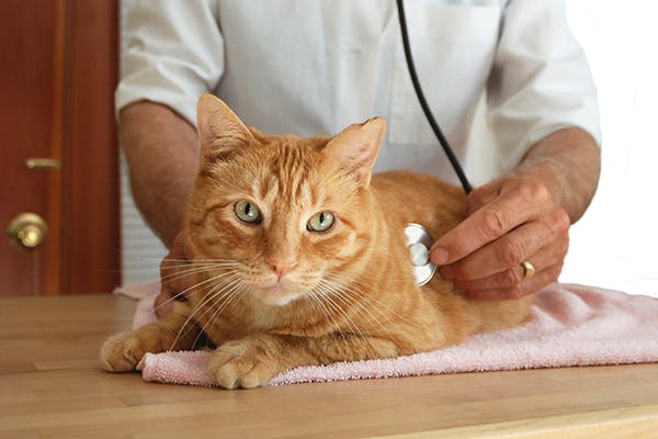 Heart Disease in Cats - Symptoms, Causes, Diagnosis, Treatment, Recovery, Management, Cost
