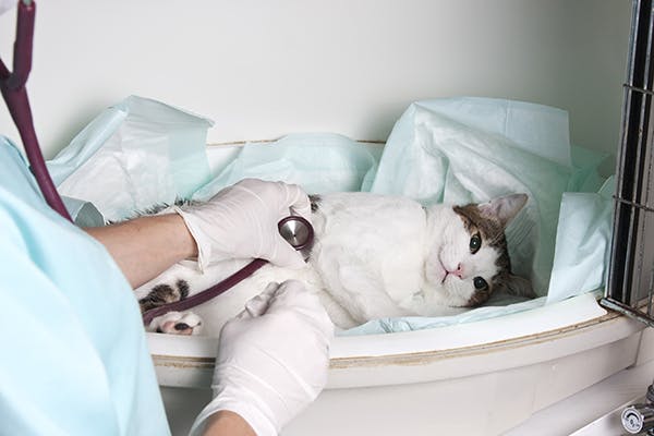 Heart Impulse Block or Conduction Delay in Cats - Symptoms, Causes, Diagnosis, Treatment, Recovery, Management, Cost