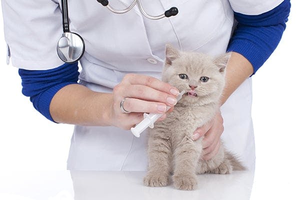 Heart medication for cats hotsell