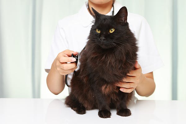 Tricuspid Valve Dysplasia in Cats - Symptoms, Causes 