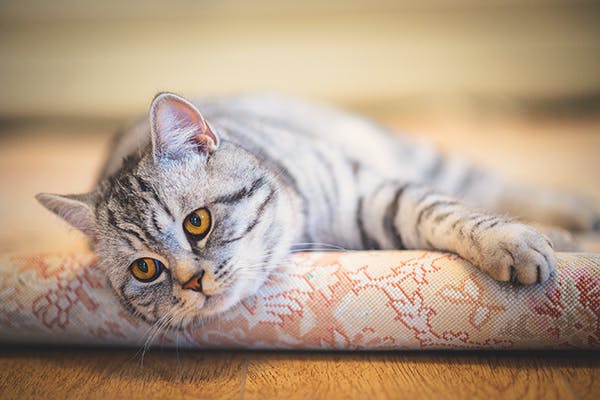 Heart Valve Infection in Cats - Symptoms, Causes, Diagnosis, Treatment, Recovery, Management, Cost