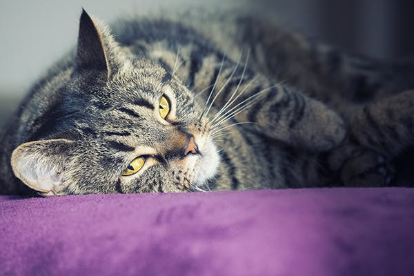 Heart Valve Malformation in Cats - Symptoms, Causes 