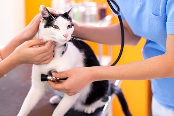 Heartworm Disease in Cats - Symptoms, Causes, Diagnosis, Treatment, Recovery, Management, Cost