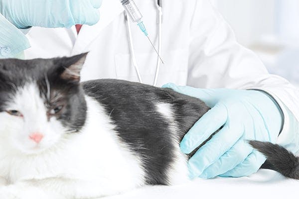 Helicobacter Stomach Infection in Cats - Symptoms, Causes, Diagnosis, Treatment, Recovery, Management, Cost