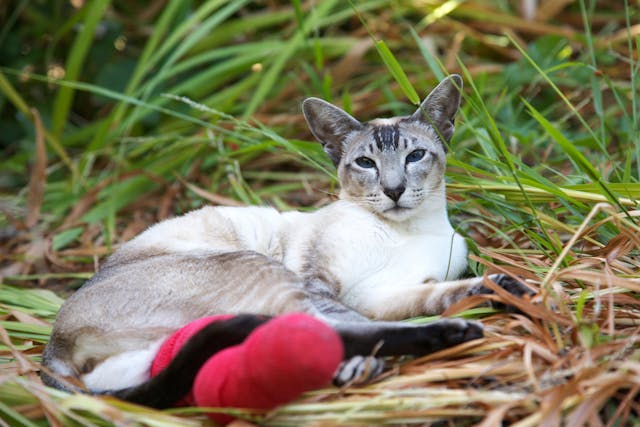 Hemipelvectomy in Cats - Conditions Treated, Procedure, Efficacy, Recovery, Cost, Considerations, Prevention