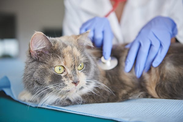Hepatic Encephalopathy In Cats Symptoms Causes Diagnosis Treatment Recovery Management Cost