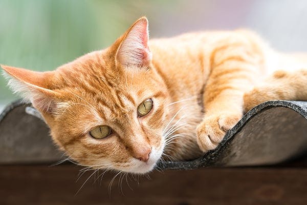 Hernia in Cats - Symptoms, Causes, Diagnosis, Treatment, Recovery, Management, Cost