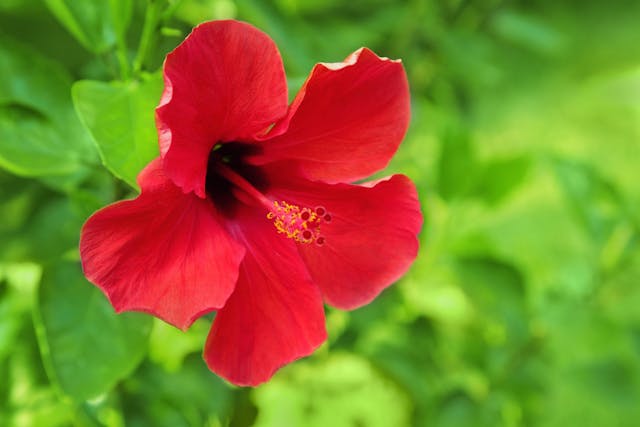 Hibiscus Poisoning in Cats - Symptoms, Causes, Diagnosis, Treatment, Recovery, Management, Cost