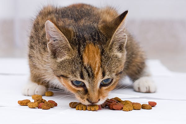 High Cholesterol in Cats Symptoms Causes Diagnosis Treatment