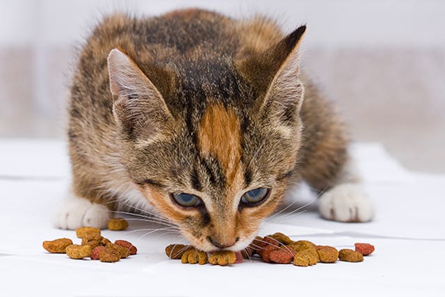 High Cholesterol in Cats - Symptoms, Causes, Diagnosis, Treatment, Recovery, Management, Cost