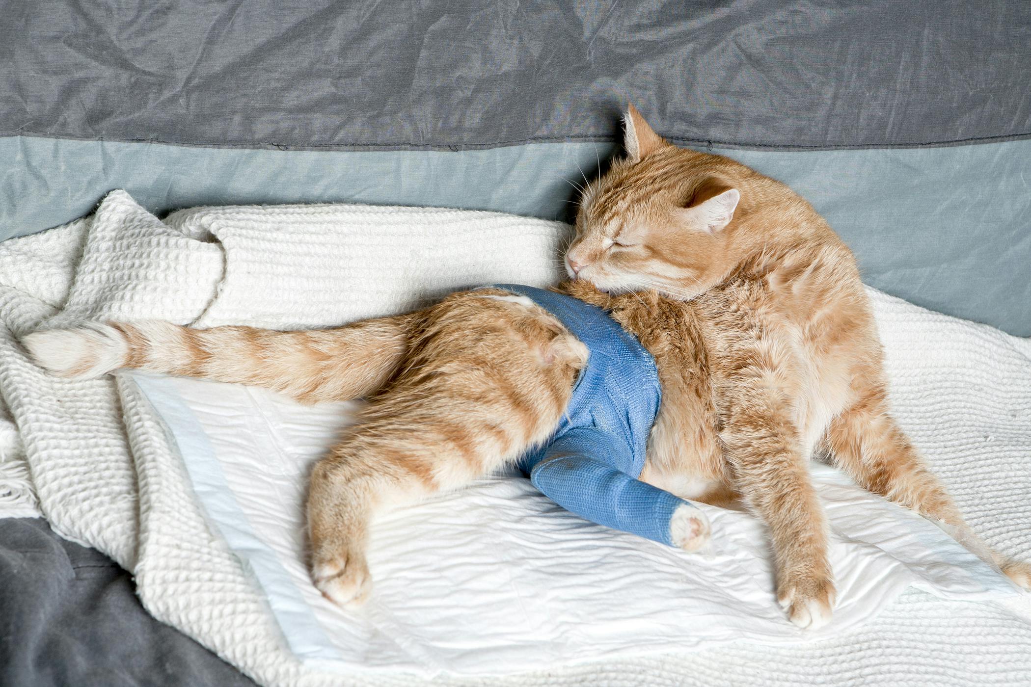 Hip Reduction in Cats Procedure, Efficacy, Recovery, Prevention, Cost