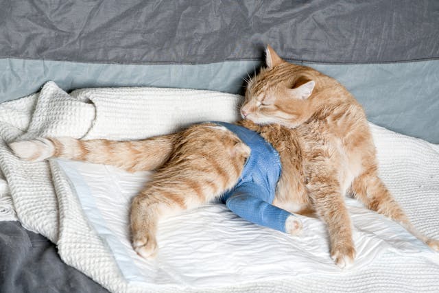 Hip Reduction in Cats - Conditions Treated, Procedure, Efficacy, Recovery, Cost, Considerations, Prevention