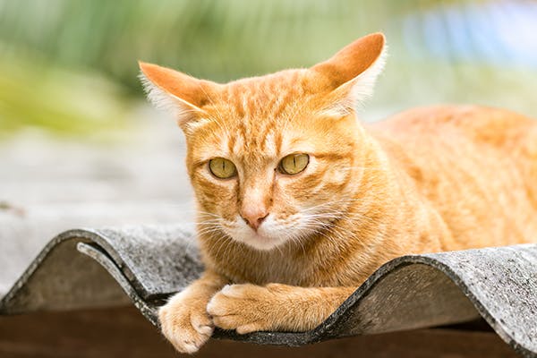 Histoplasmosis in Cats - Symptoms, Causes, Diagnosis, Treatment ...