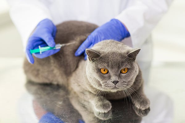 Hookworms in Cats - Symptoms, Causes, Diagnosis, Treatment