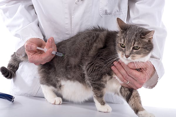 Hormone Replacement Drug Poisoning in Cats - Symptoms, Causes, Diagnosis, Treatment, Recovery, Management, Cost