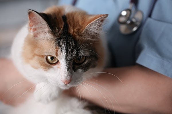 Haws syndrome in cats treatment sale