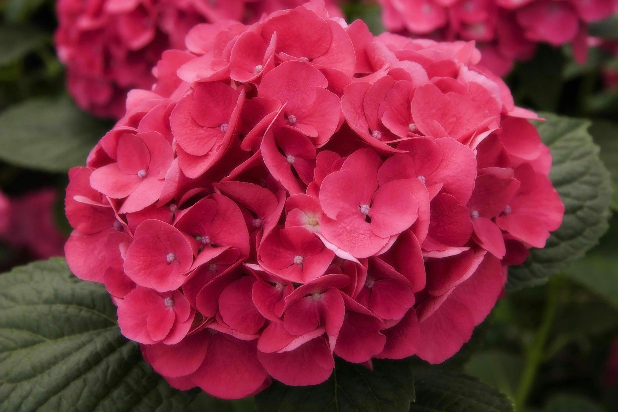 is a hydrangea poisonous to dogs