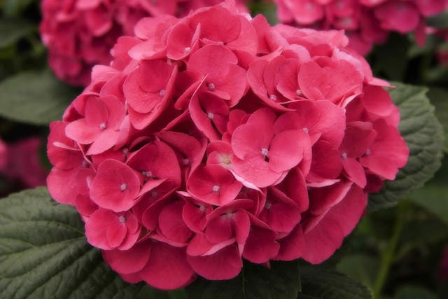 are hydrangea plants poisonous to cats and dogs